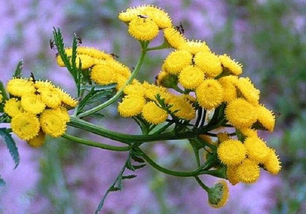 usando tansy para remover parasitas do corpo