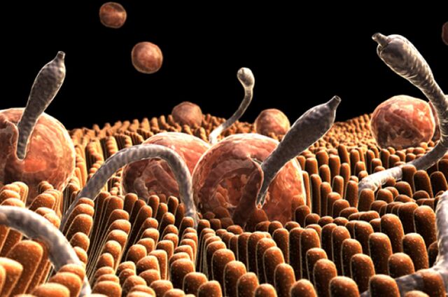 parasitas no corpo humano