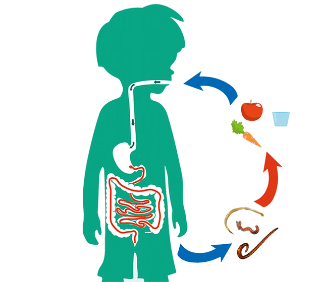 rotas de infecção humana por parasitas