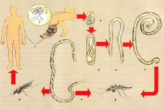 Como os parasitas entram no corpo humano