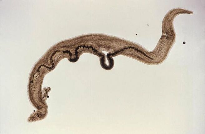 Parasita Schistosoma dentro do corpo