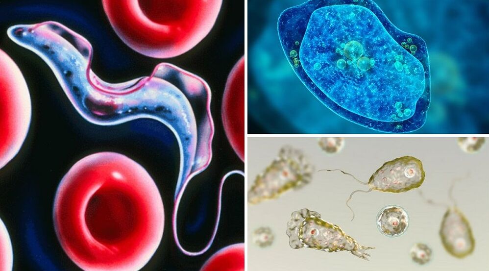 parasitas protozoários de humanos